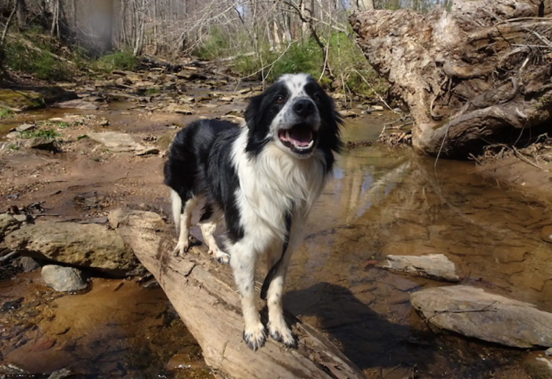About CBCR | Carolina Border Collie Rescue