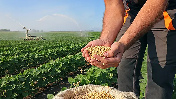 Oilseed Preparation | Quality Solutions Engineered by CPM