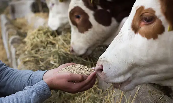 Lab Testing Feed Innovation at CPM | Technology for a Sustainable Future