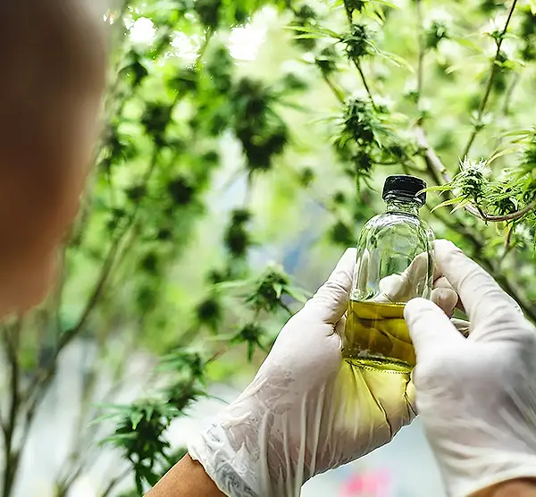 Cbd Process CPM Processes | Our Oilseed Innovations