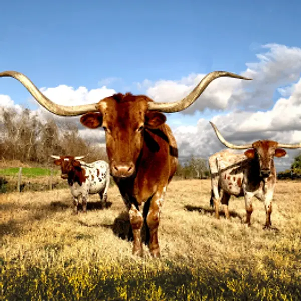 Home Texas Lawyers Insurance Exchange Home texas lawyers insurance exchange