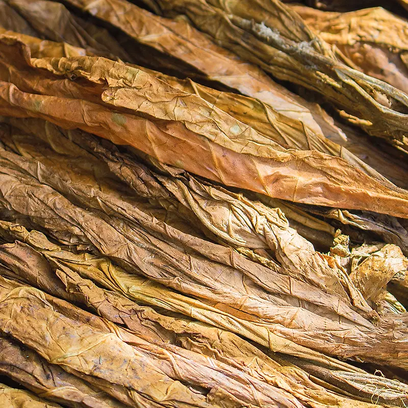 stripping tobacco leaves Florida Memory A woman leaf in a cigar plant A perfect dried leaf -